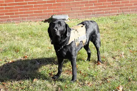 67ebf57947958_fozzie A black dog with a harness on its back.